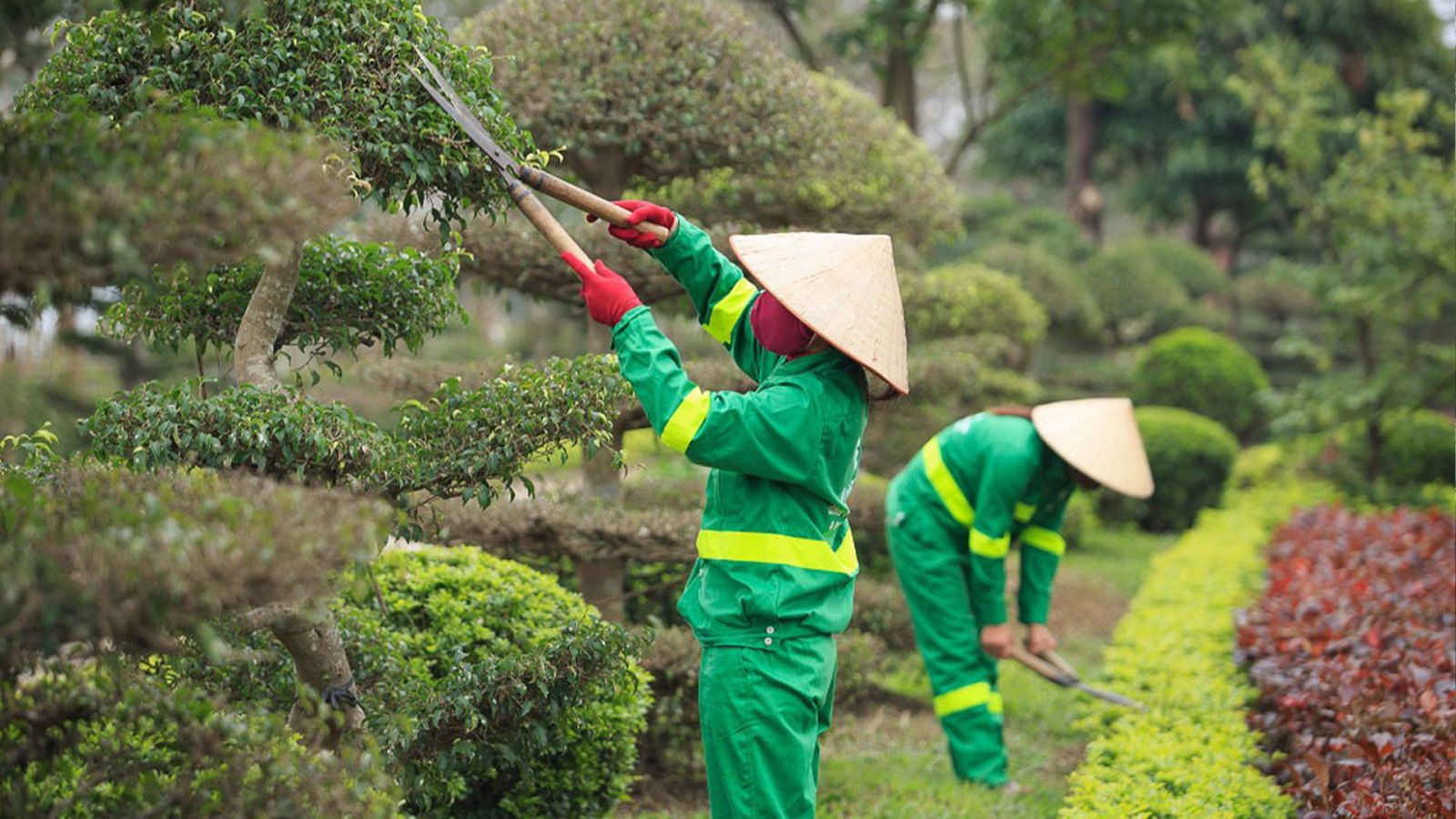 Trạng Nguyên chuyên nhận chăm sóc cảnh quan cây xanh, cam kết không phát sinh chi phí