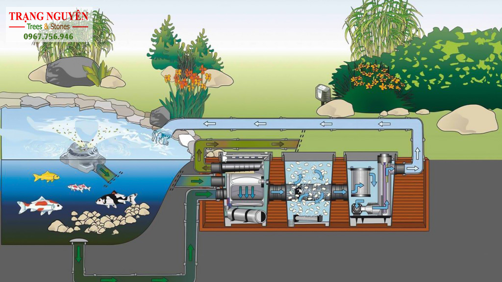 Hệ thống lọc nước hồ cá Koi