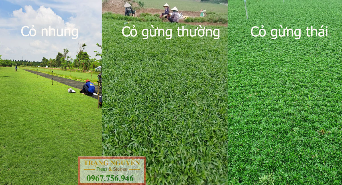 Báo giá trồng các loại cỏ