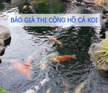 Bảng giá thi công hồ cá koi trọn gói