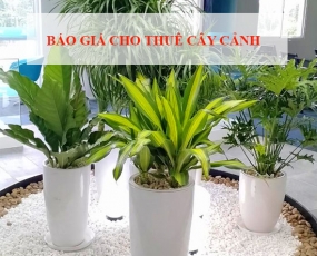 BÁO GIÁ DỊCH VỤ CHO THUÊ CÂY CẢNH 
